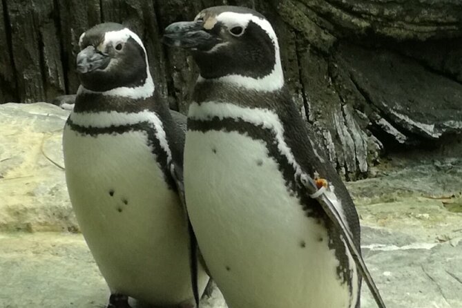 Private Half Day in Lisbon With Boat Trip & Oceanarium - Directions