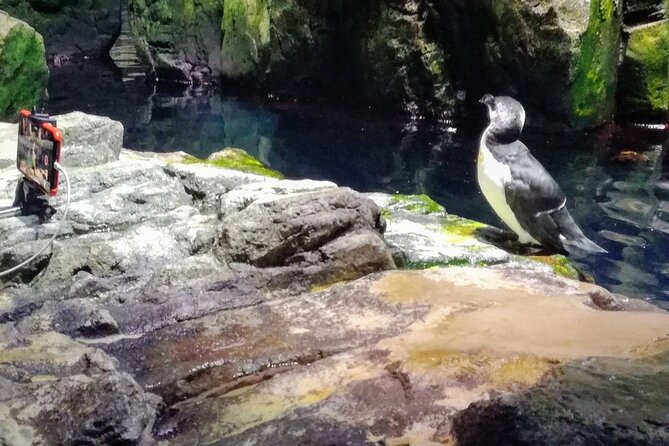 Private Half Day in Lisbon With Boat Trip & Oceanarium - The Sum Up