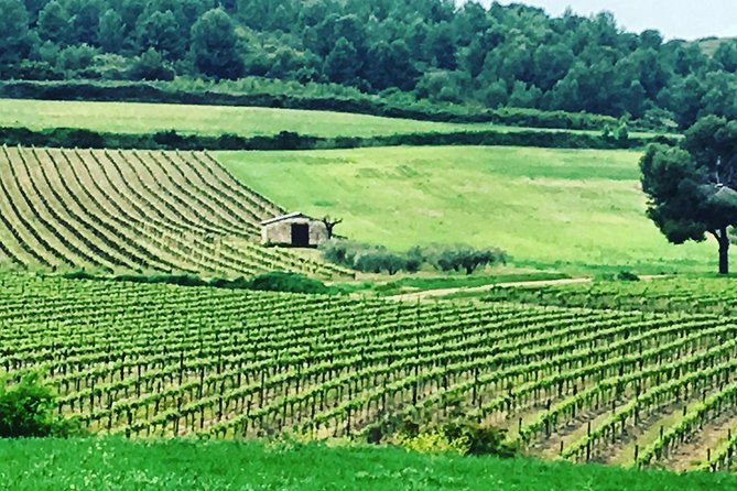 Private Half-Day Languedoc Wine and Oyster Tour From Sète - Price and Terms