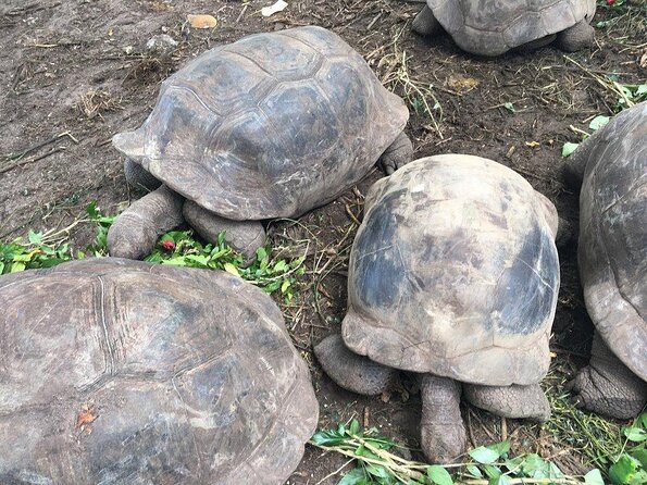 Private Half-Day Mahe Island Tour With Pickup - Good To Know