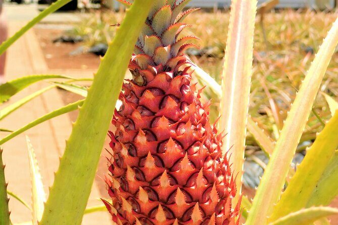 Private Half Day Oahu North Shore Anti-Tour - Why This Tour Works Well  