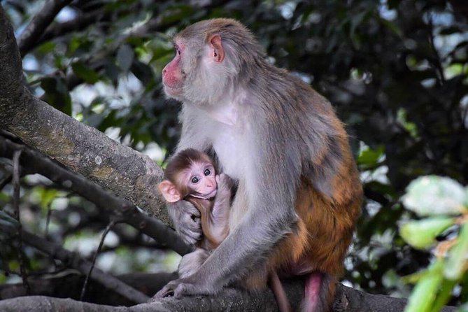 Private Half-Day Off-Road Safari in Shivapuri-Nagarjun Park  - Kathmandu - Cancellation Policy for the Safari