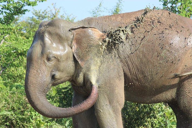 Private Half Day Safari in Udawalawe National Park - Booking Details