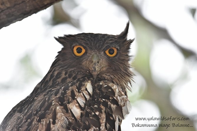 Private Half Day Safari Tour to Yala NP From Tangalle and Drop Back - Reviews
