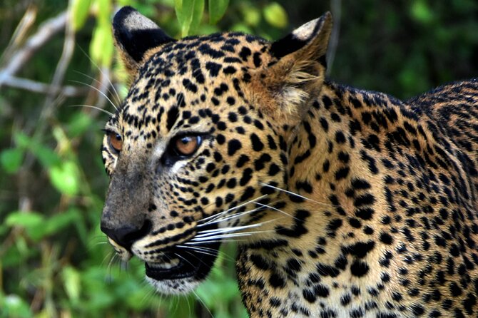 Private Half Day Safari Tour to Yala NP From Tangalle and Drop Back - Overview