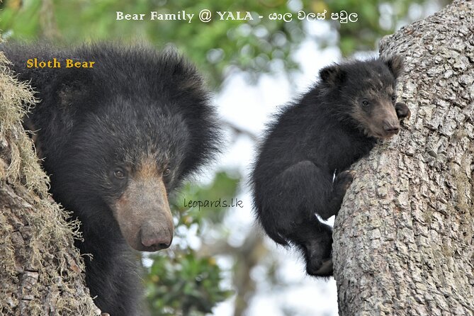 Private Half Day Safari Tour to Yala NP From Tangalle and Drop Back - Directions