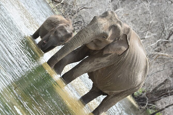 Private Half Day Safari Tour to Yala NP From Tangalle and Drop Back - Itinerary Schedule