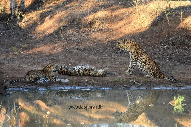 Private Half Day Safari Tour to Yala NP From Tangalle and Drop Back - Frequently Asked Questions