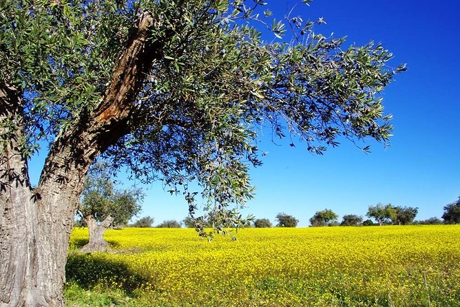 Private Half Day Shore Excursion to Ancient Corinth - Terms and Conditions