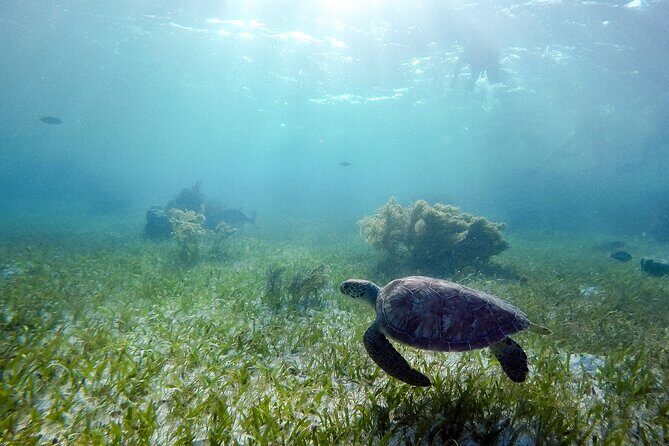Private Half Day Swim with Turtles and Cenote - Good To Know