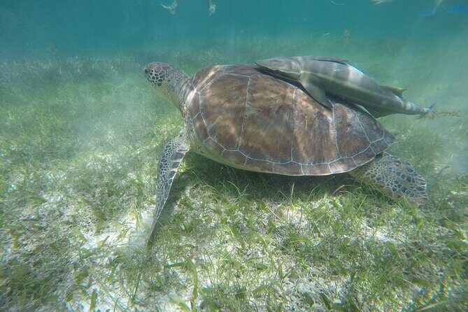 Private Half Day Swim with Turtles and Cenote - Why This Tour Works for Different Travelers