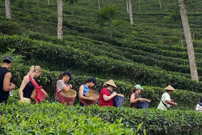 Private Half-Day Tea Village Discovery with lunch in Yogyakarta - Good To Know