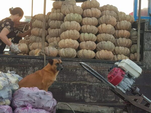 Private Half Day Tour - Cái Răng Floating Market - Customer Reviews
