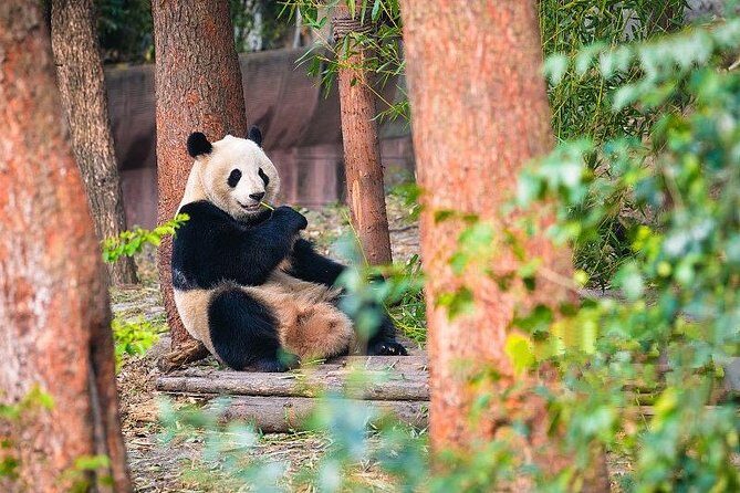 Private Half-Day Tour Chengdu Panda Breeding Center - An In-Depth Look at the Tour Experience