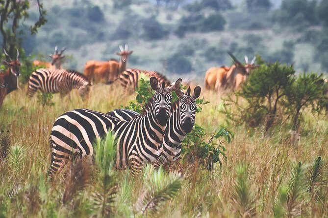 Private Half-Day Tour in Akagera National Park - Good To Know