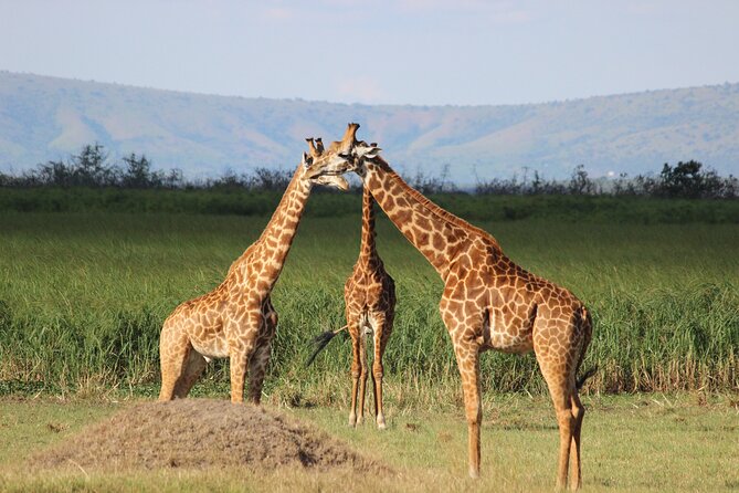 Private Half-Day Tour in Akagera National Park - Directions for Akagera National Park Tour
