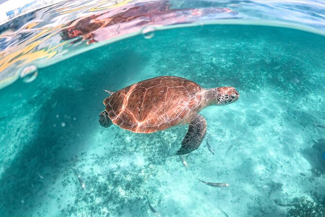 Private Half Day Tour in Cenote Cave and Swimming With Turtles - Tour Pricing and Booking Information
