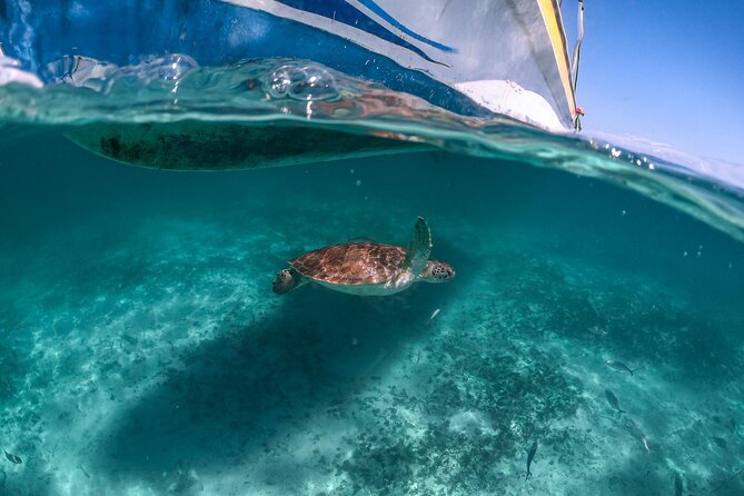 Private Half Day Tour in Cenote Cave and Swimming With Turtles - Tour Duration and Activity Details