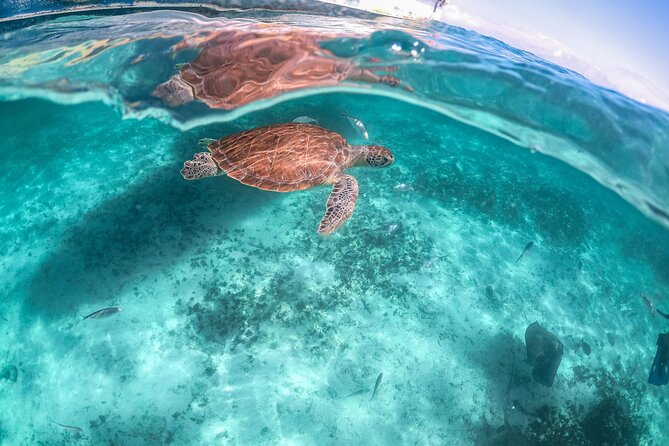 Private Half Day Tour in Cenote Cave and Swimming With Turtles - Reviews and Ratings From Viator and Tripadvisor