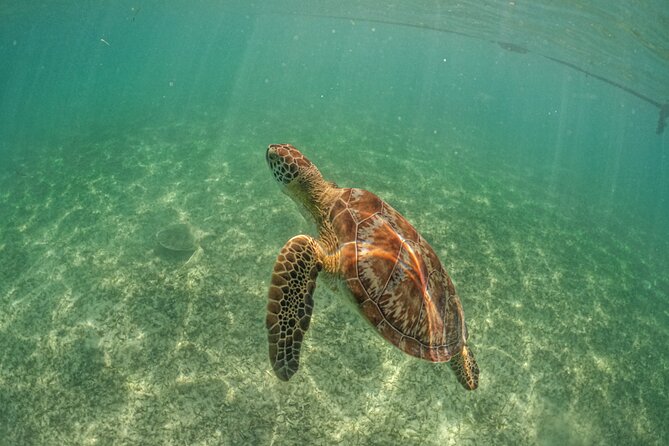 Private Half Day Tour in Cenote Cave and Swimming With Turtles - Directions to the Meeting Point