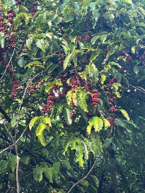 Private Half Day Tour in Punta Cana-Higüey with Local Guide - Who Will Love This Tour?