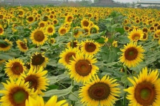 Private Half-Day Tour of Baiyun Mountain in Guangzhou - FAQ