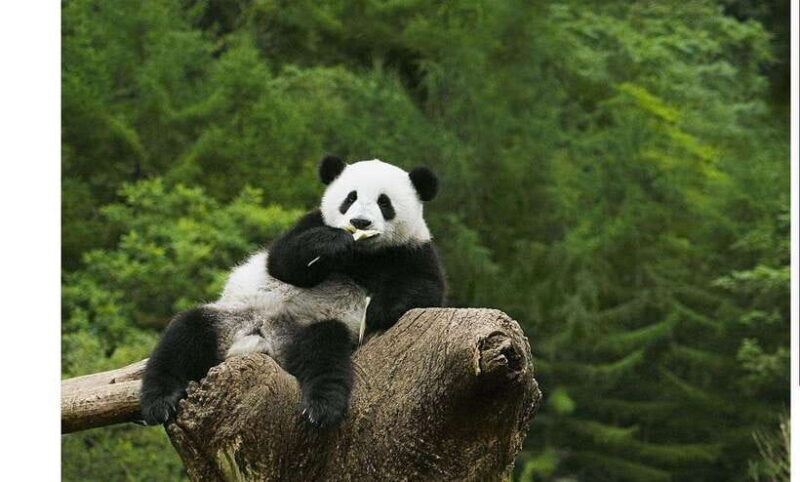 Private Half-Day Tour to Chengdu Panda Base - Good To Know