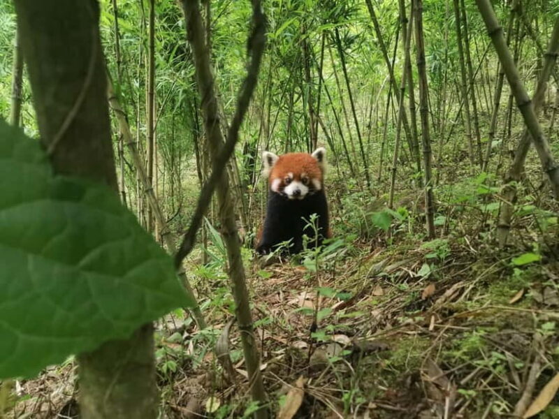 Private Half-Day Tour to Chengdu Panda Base - A Deep Dive into the Experience