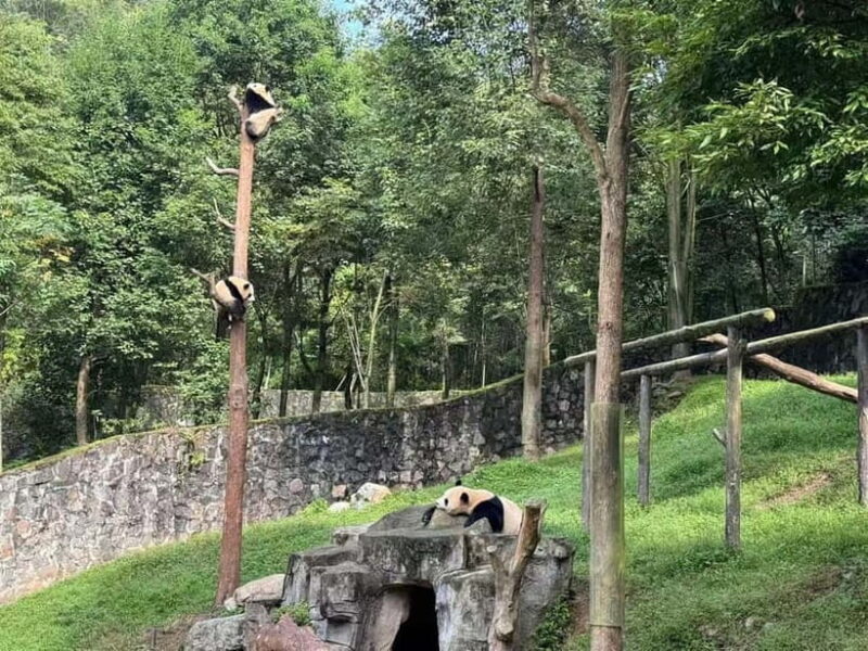 Private Half-Day Tour to Chengdu Panda Base - The Sum Up