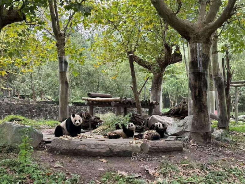 Private Half-Day Tour to Chengdu Panda Base - FAQ