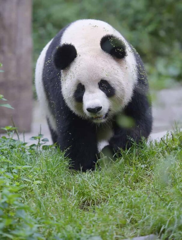 Private half day tour to Chengdu Panda Breeding Center - Breaking Down the Itinerary