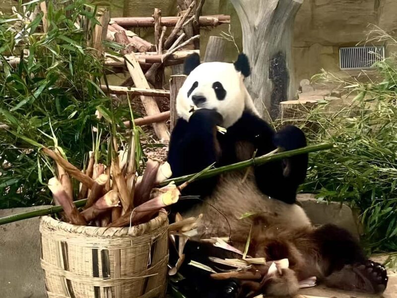 Private half day tour to Chengdu Panda Breeding Center - The Experience Through the Lens of Reviews