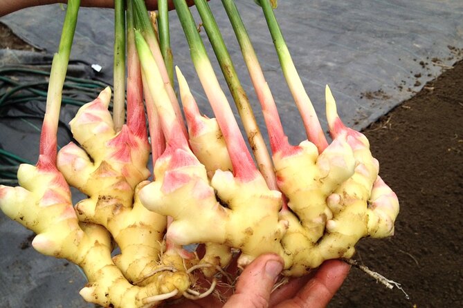 Private Half Day Tour To Quad Bike & Spice Farm - Pricing Details