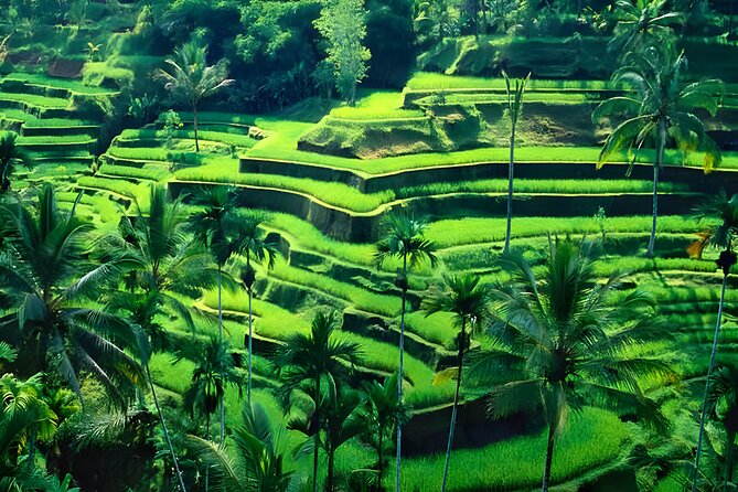 Private Half-Day Tour: Ubud Tour Packages - Price and Booking