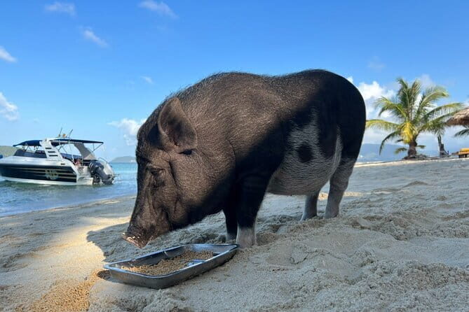 Private Half Day Trip to Pig Island and Koh Tan by Long Tail Boat - Exploring the Private Half Day Trip to Pig Island and Koh Tan by Long Tail Boat
