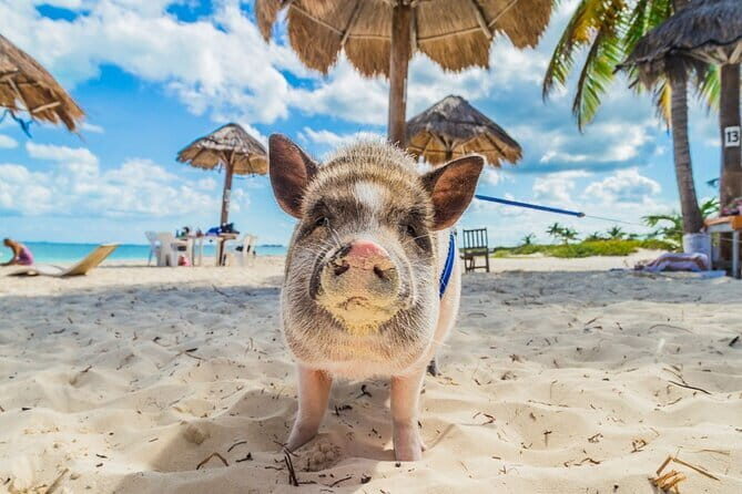 Private Half Day Trip to Pig Island and Koh Tan by Long Tail Boat - The Experience from the Reviews