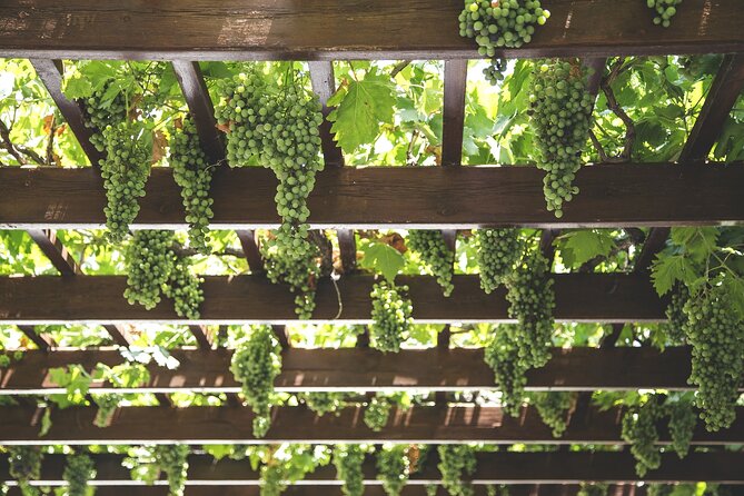 Private Half Day Txakoli Wine Tour & Getaria Fishing Village - Tour Highlights