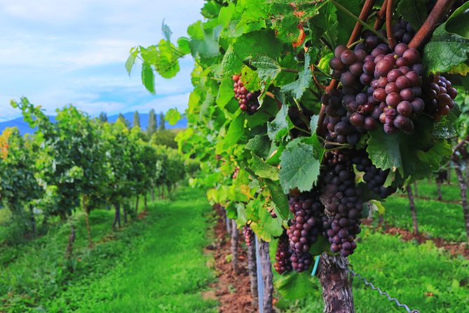 Private Half Day Wine Tasting Tour: Road of the Doges - Historical Significance