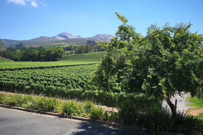 Private Half Daytour:Cape Winelands, Stellenbosch From Cape Town - Customer Reviews