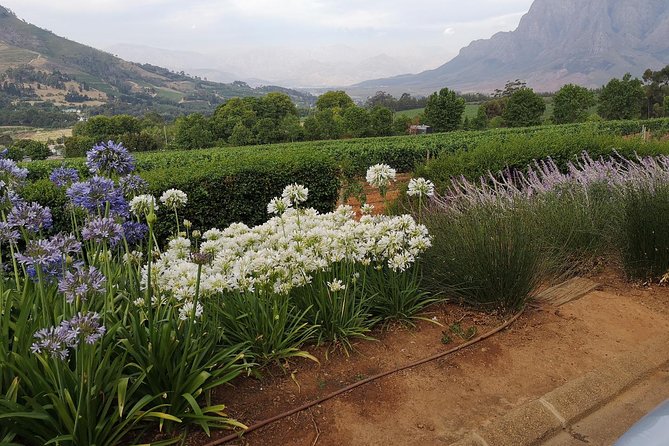 Private Half Daytour:Cape Winelands, Stellenbosch From Cape Town - Common Questions