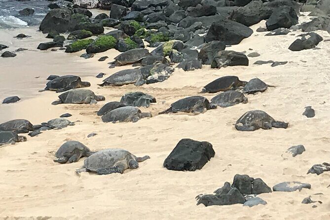 Private Halfway to Hana Tour - Introduction