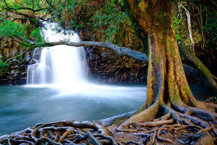 Private Halfway to Hana Tour - Tour Details and Inclusions