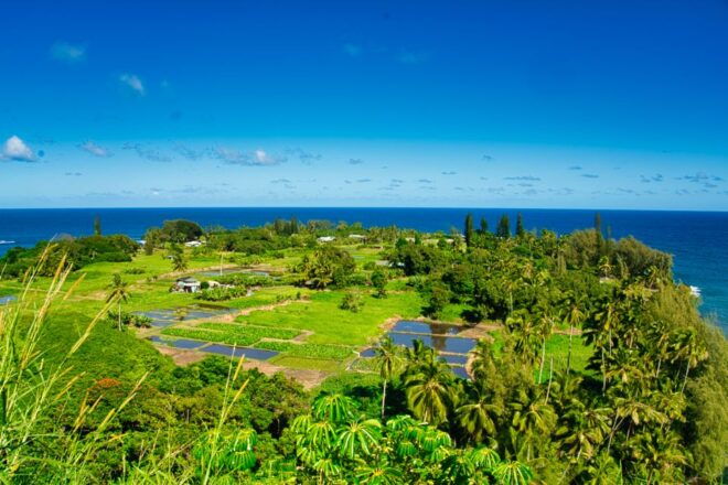 Private Halfway to Hana Tour - Customer Reviews and Testimonials