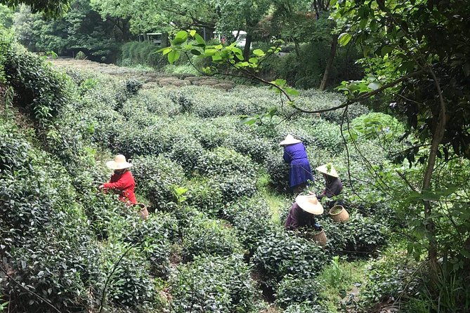 Private Hangzhou Day Tour to Cruise in West Lake, Tea Plantation & Hefang Street - Cancellation Policy