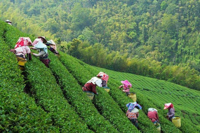 Private Hangzhou Tea Plantation and Garden Tour With Lunch - Directions for Booking