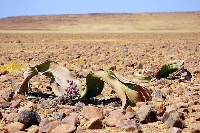 Private Highlights of Moon Landscape and Welwitschia Tour - Good To Know