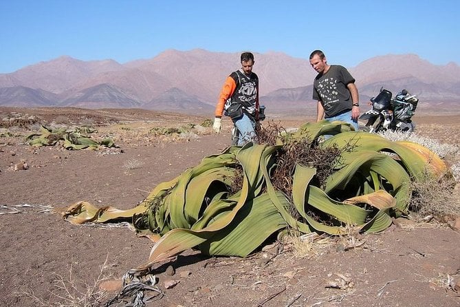 Private Highlights of Moon Landscape and Welwitschia Tour - Inclusions and Meeting Information