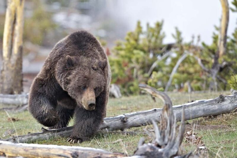 Private Highlight's Tour of Yellowstone National Park - Good To Know
