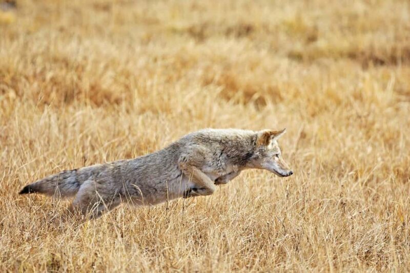 Private Highlight's Tour of Yellowstone National Park - Comfort and Extras