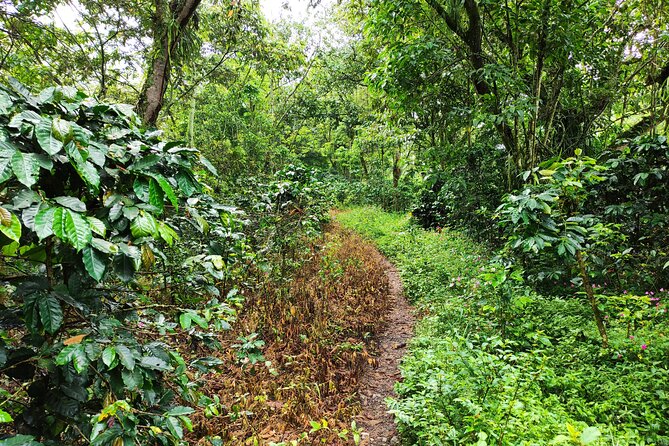 Private Hike to the Hidden Railway Line Near Medellin - Tour Inclusions and Accessibility